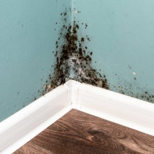 Guide to Mold Remediation after a Flood