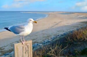 House Lifting & Coastal Wildlife Corridors